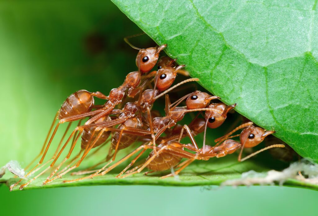 These 20 Tiny Bugs Actually Save Our Planet Every Day