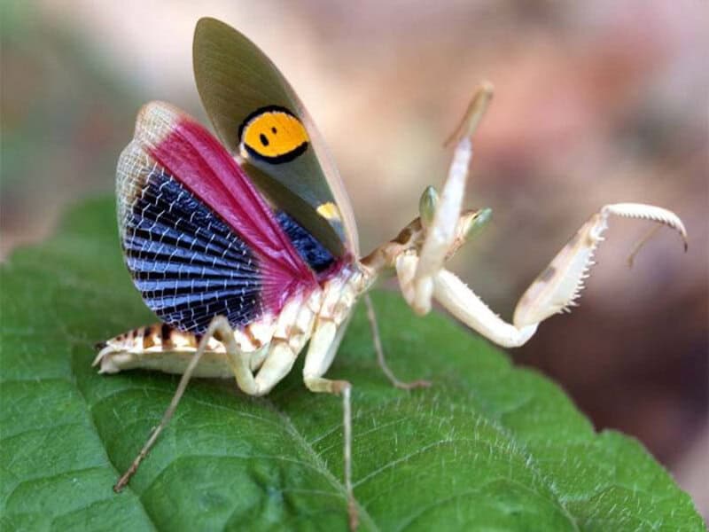 23 Insects So Beautiful You Won&#8217;t Believe They&#8217;re Real