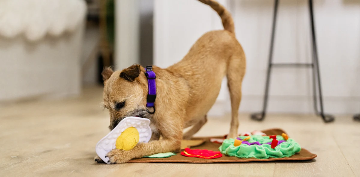 20 Essential Tools for Managing a Harmonious Multi-Pet Home in 2025