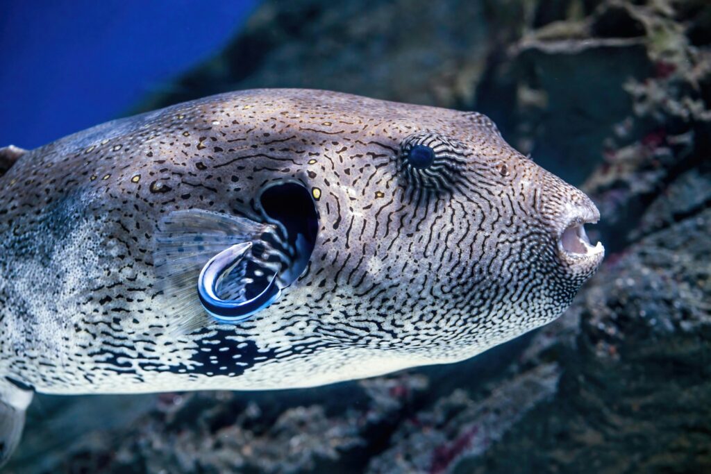 30 of the Most Fascinating Animal Behaviors in the Wild