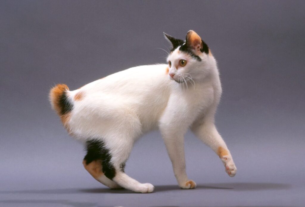 25 Unique Cat Breeds That You’ve Probably Never Seen