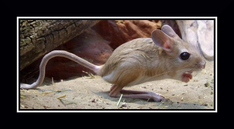 These are the 28 Smallest Mammals on Earth