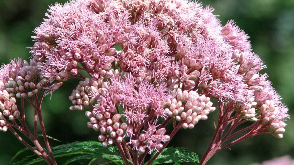 These 33 Plants Will Attract Butterflies To Your Garden