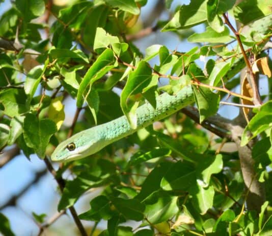 Plants That May Keep Snakes Away from Your Garden