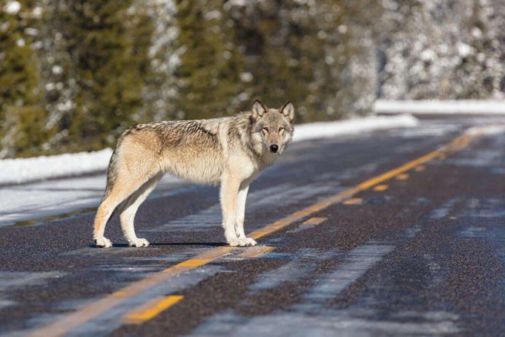 Brake or Swerve? The Ultimate Guide to Navigating 34 Different Animal Crossings