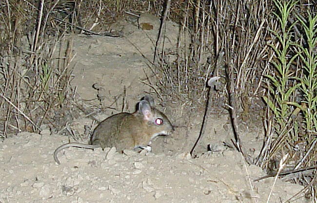 These are the 28 Smallest Mammals on Earth