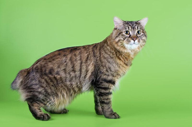 10 Rarest Cat Breeds You’ll See in American Homes