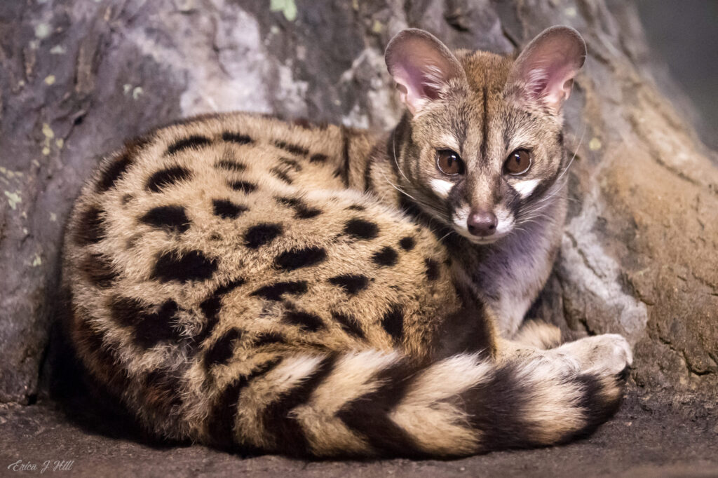 22 of the Most Exotic Pets in America Today
