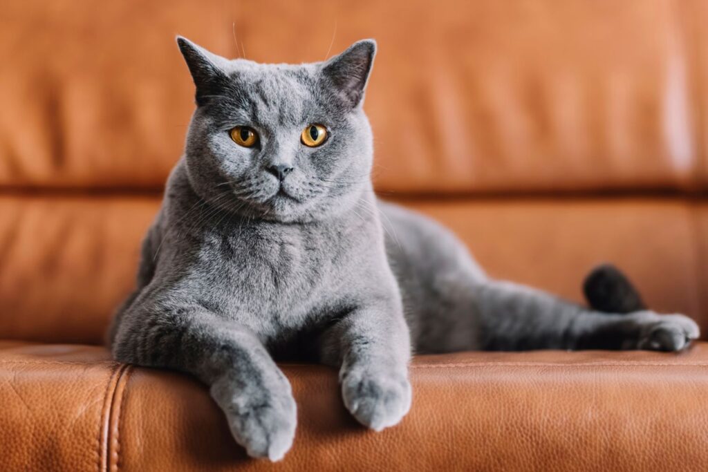 25 Compassionate Cat Breeds Known for Their Remarkable Emotional Intelligence