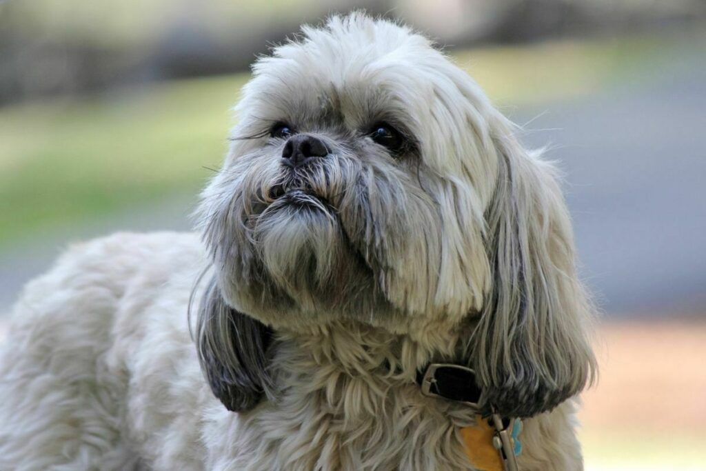 18 Longest Living Dog Breeds, According to an Expert