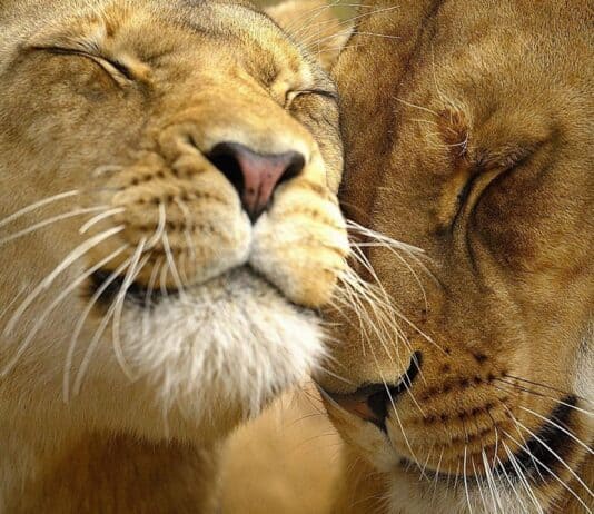 40 Animals That Feel Deeper Emotions Than Your Ex Ever Did!