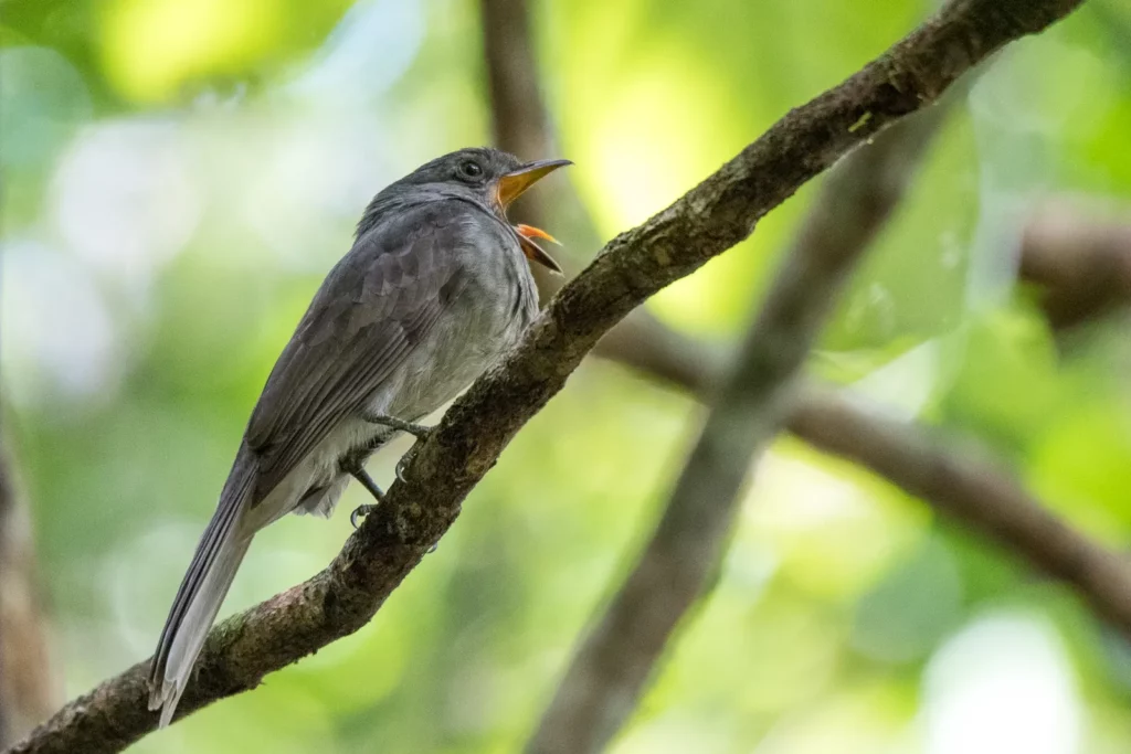 Earth&#8217;s Sonic Superstars: The 40 Loudest Animals Ranked