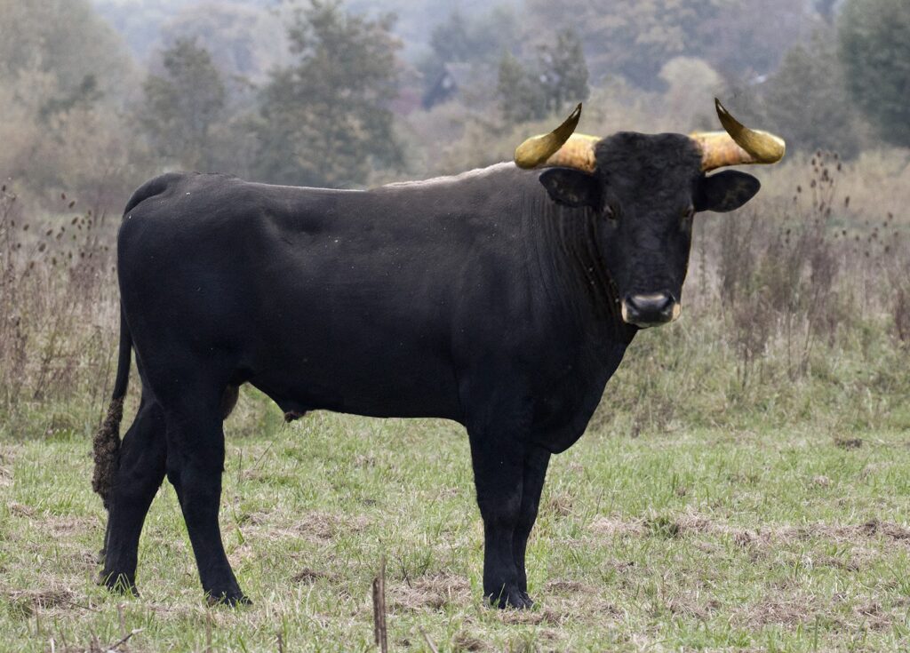 30 Animals That Traded Freedom for Friendship: The Story of Domestication