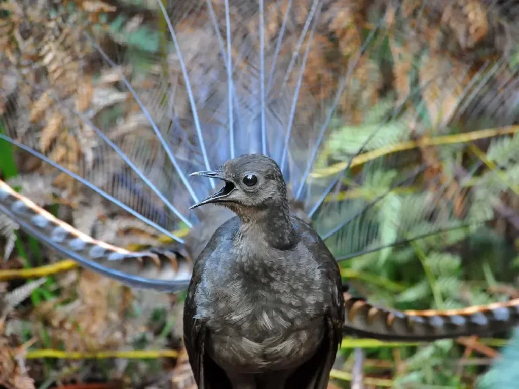 Earth&#8217;s Sonic Superstars: The 40 Loudest Animals Ranked