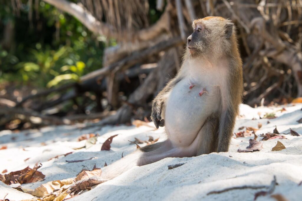 Earth&#8217;s Sonic Superstars: The 40 Loudest Animals Ranked