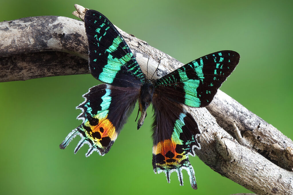 23 Insects So Beautiful You Won&#8217;t Believe They&#8217;re Real