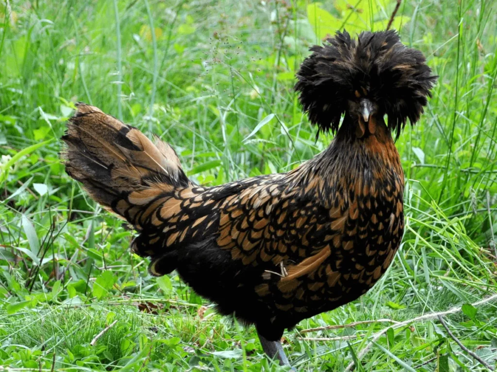 25 of the Most Beautiful Domesticated Chickens in America