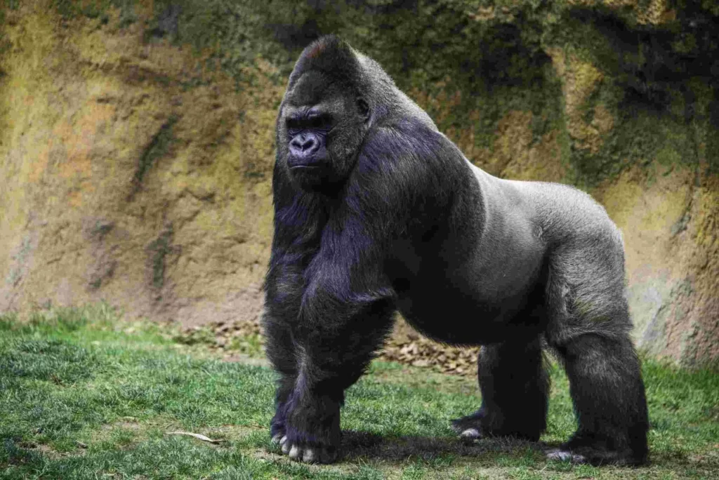 25 Reasons a Silverback Gorilla Would Demolish 20 Humans in Combat