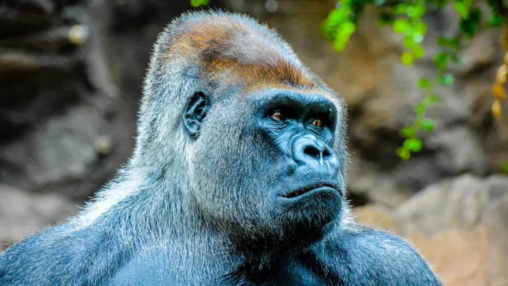 25 Reasons a Silverback Gorilla Would Demolish 20 Humans in Combat