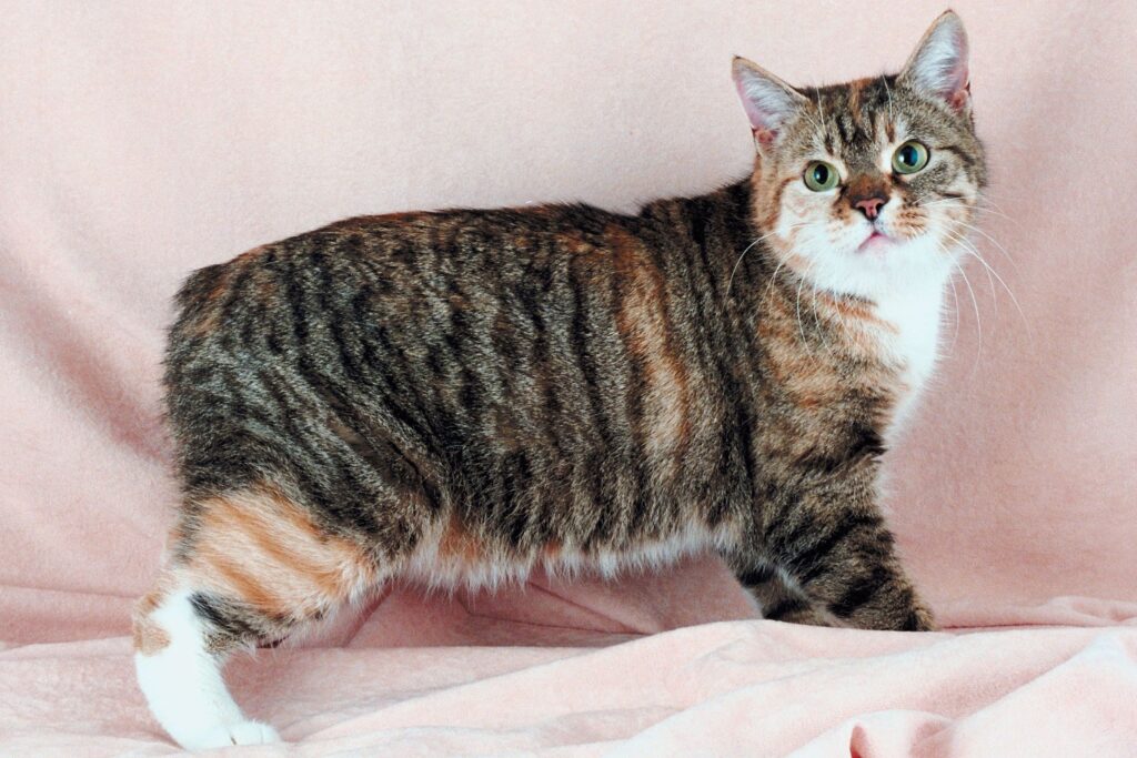 25 Unique Cat Breeds That You’ve Probably Never Seen