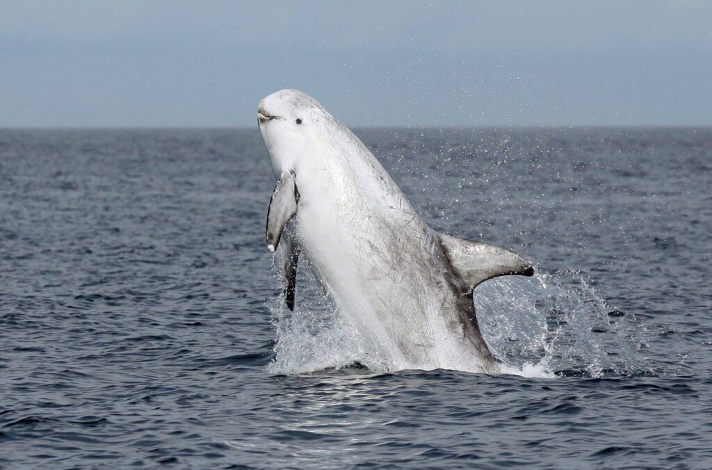 Sound Hunters: 33 Incredible Animals That Navigate Their World Through Echoes