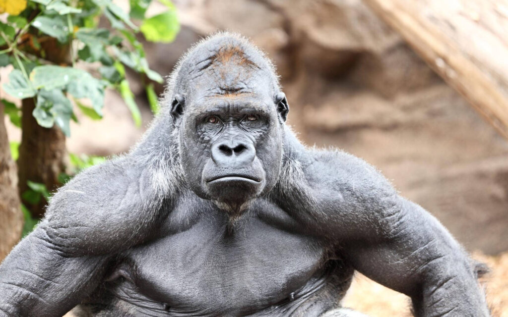 25 Reasons a Silverback Gorilla Would Demolish 20 Humans in Combat