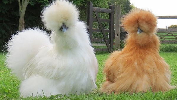 25 of the Most Beautiful Domesticated Chickens in America