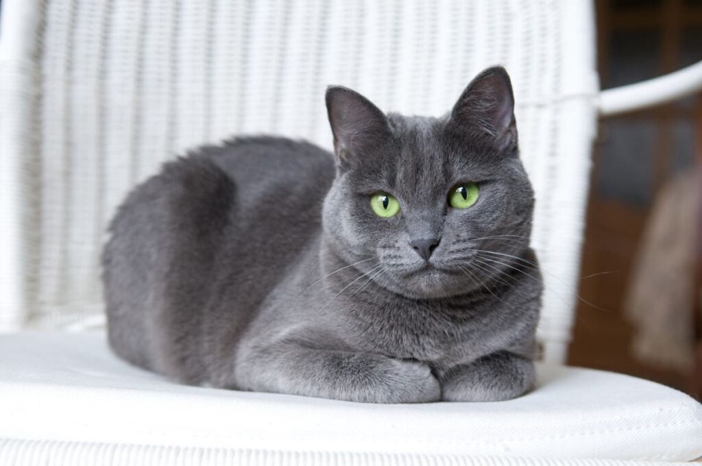 25 Compassionate Cat Breeds Known for Their Remarkable Emotional Intelligence