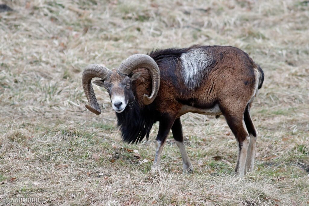 30 Animals That Traded Freedom for Friendship: The Story of Domestication