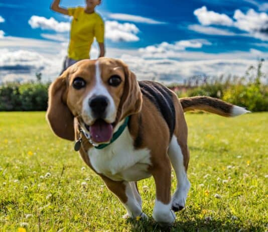 18 Longest Living Dog Breeds, According to an Expert