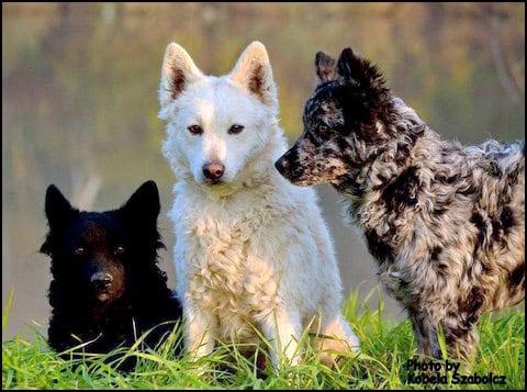 25 Ultra Rare Dog Breeds Now Facing Extinction