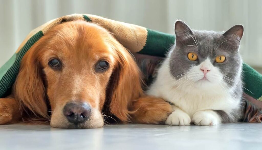 20 Essential Tools for Managing a Harmonious Multi-Pet Home in 2025