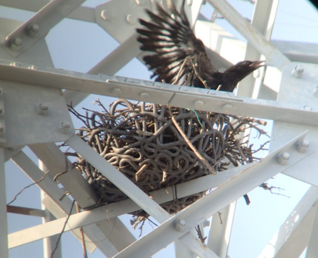 Are Humans Accidentally Creating Super-Resistant Wildlife?