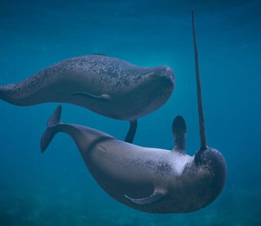 Sound Hunters: 33 Incredible Animals That Navigate Their World Through Echoes