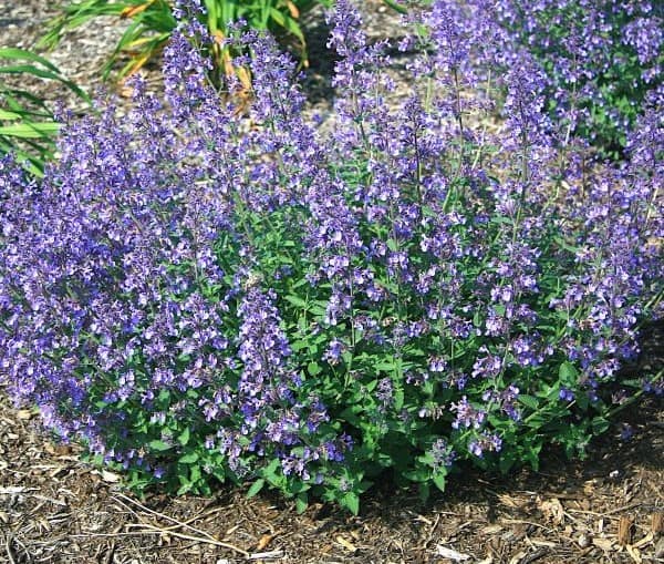 We Found the Best Plants for Keeping Deer Out of Your Garden All Year