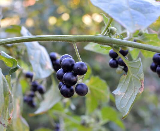 32 Times Deadly Poison Became Your Life-Saving Medication