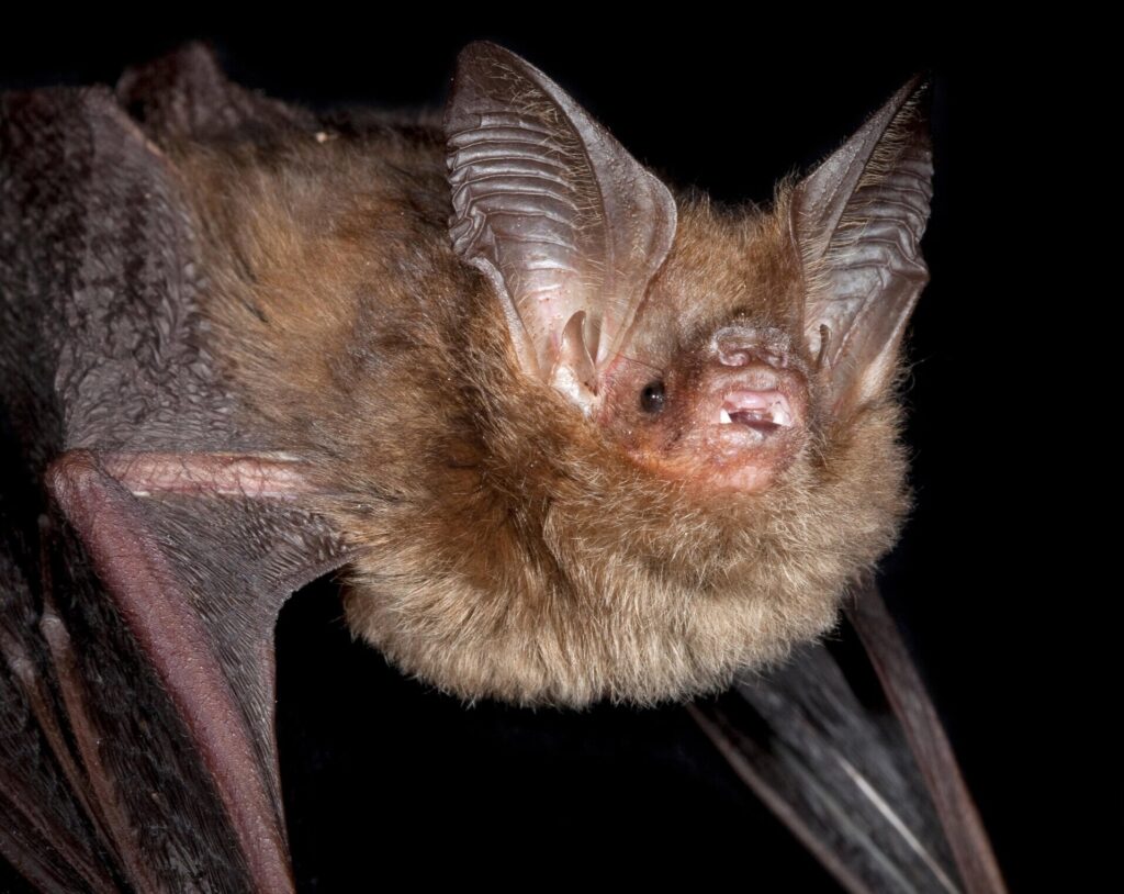 Sound Hunters: 33 Incredible Animals That Navigate Their World Through Echoes