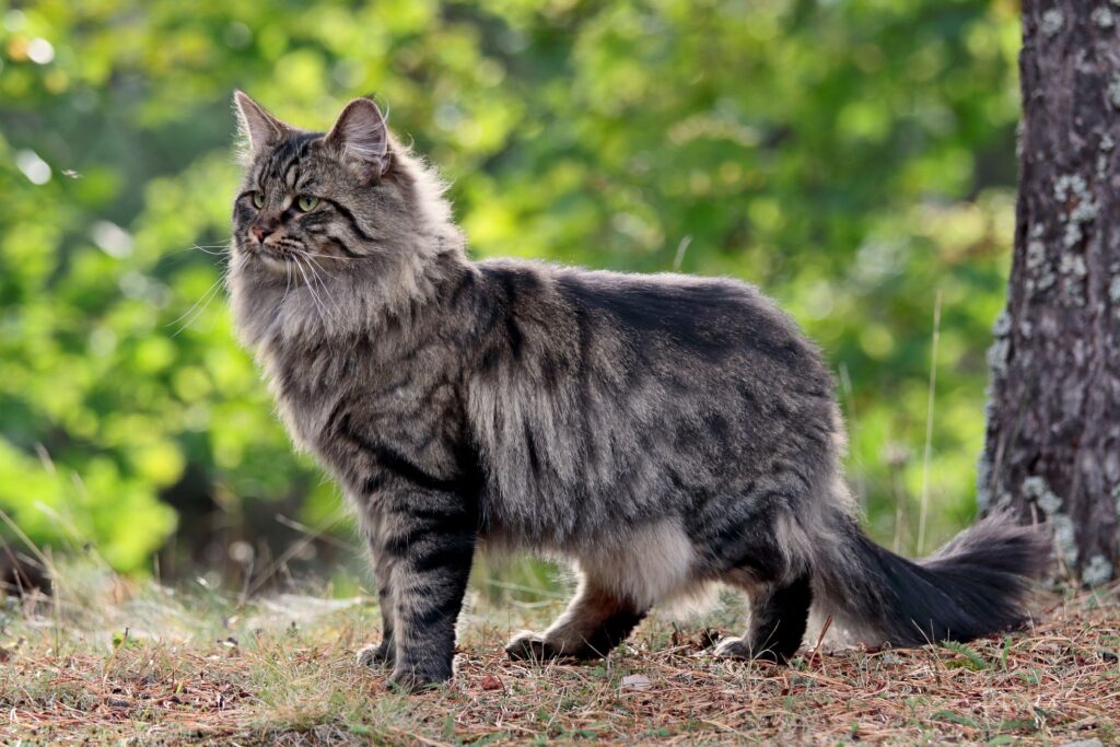25 Unique Cat Breeds That You’ve Probably Never Seen