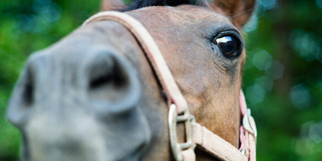 O Horse Face Facebook