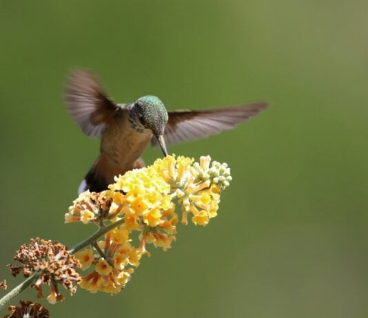 25 Pollinator-Friendly Plants to Support Local Ecosystems in Your Backyard