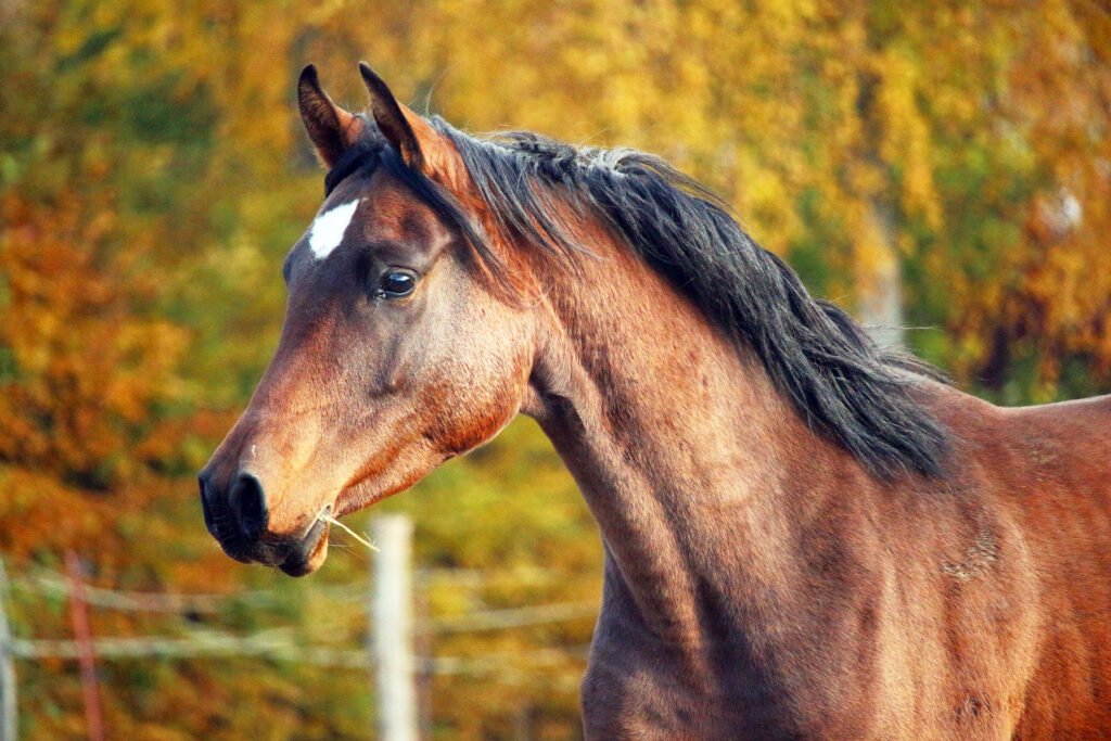 40 Animals That Feel Deeper Emotions Than Your Ex Ever Did!