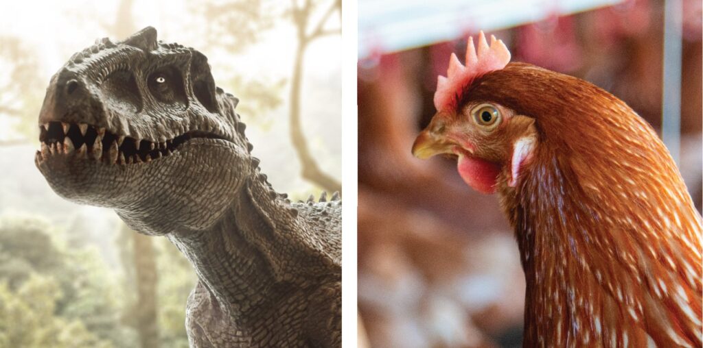 Revolutionary DNA Study Proves Your Chicken Is Actually A Shrunken T-Rex