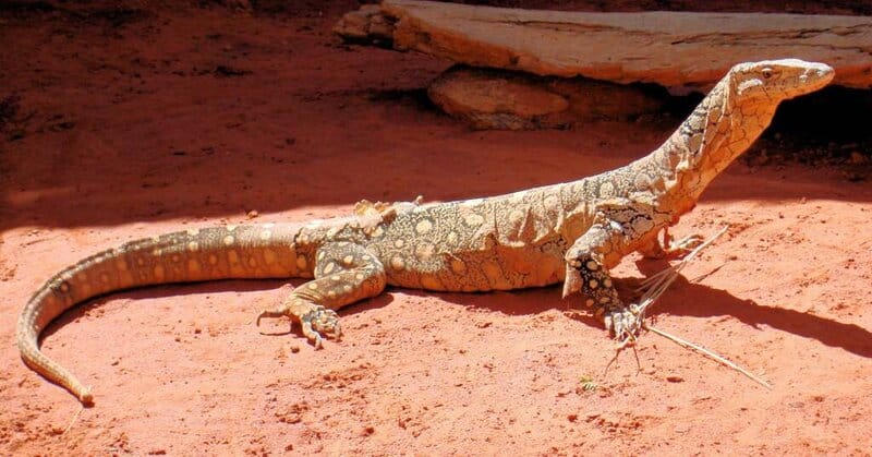 38 Weird and Fascinating Animals You Will Only Find in Australia