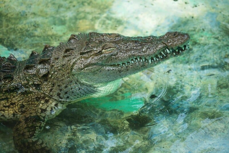 25 Animals You Can’t Legally Keep at Home in the US