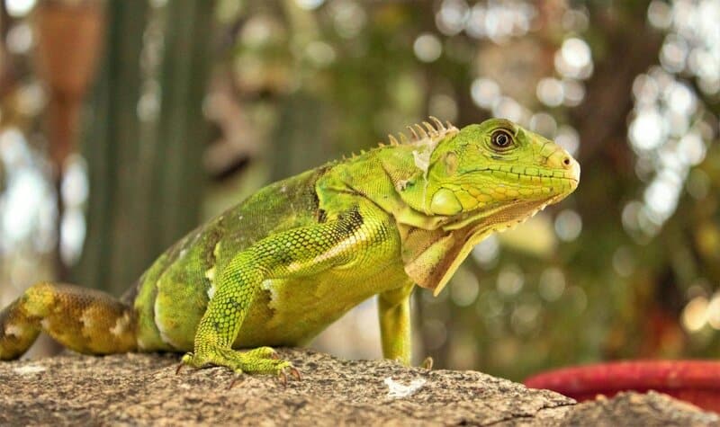 25 Animals You Can’t Legally Keep at Home in the US