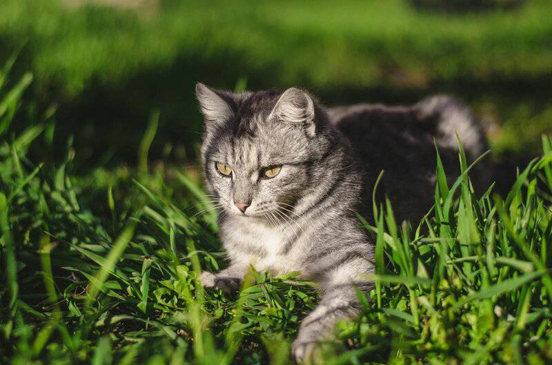 25 Unique Cat Breeds That You’ve Probably Never Seen