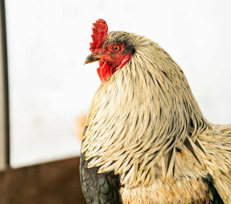 25 of the Most Beautiful Domesticated Chickens in America