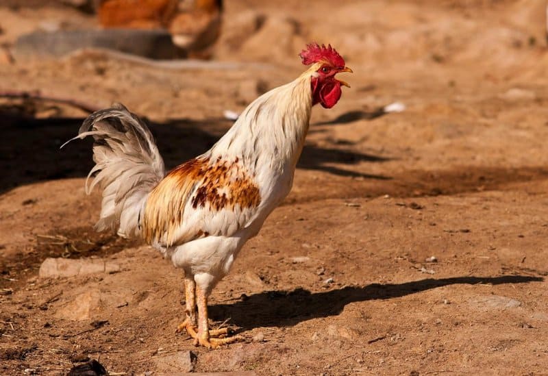 25 of the Most Beautiful Domesticated Chickens in America