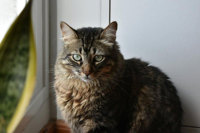 15 Best Cat Breeds for Homes with Multiple Felines and 8 That Thrive Alone