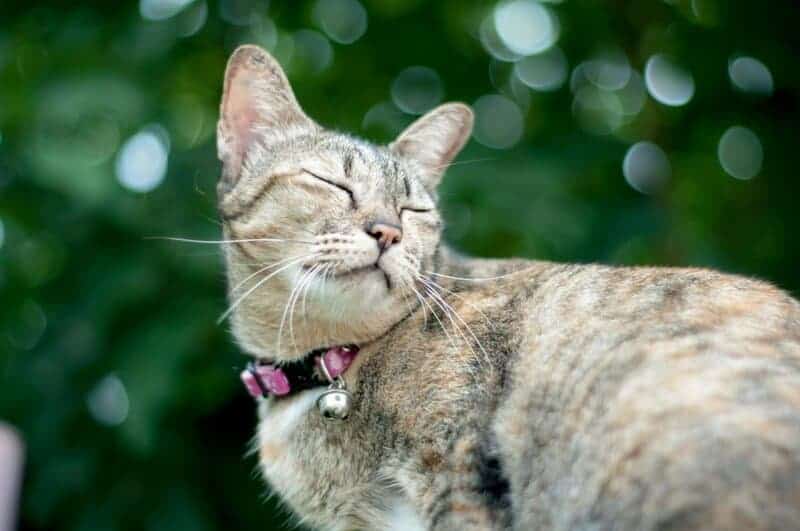 25 Unique Cat Breeds That You’ve Probably Never Seen